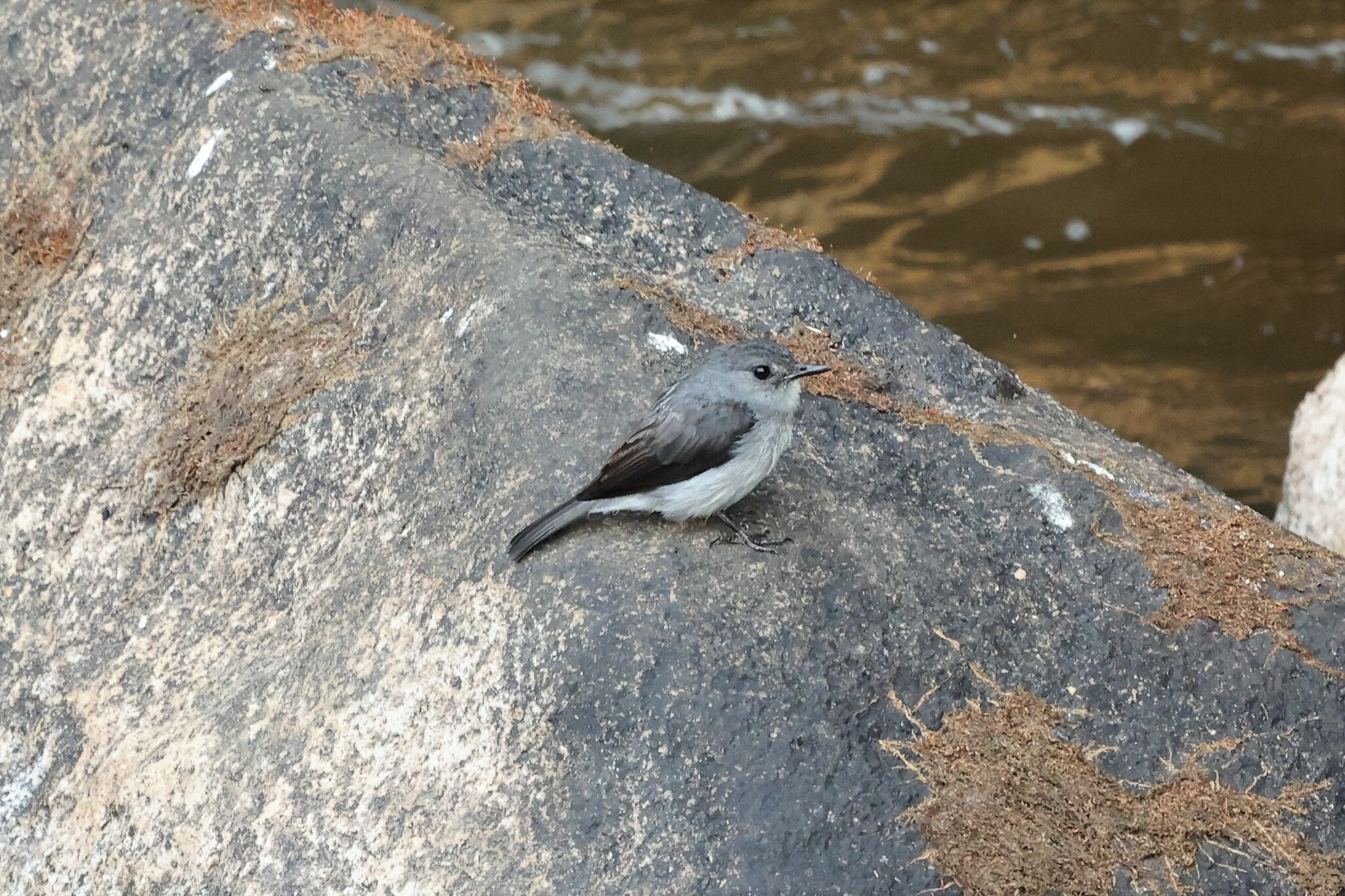 Cassin's Flycatcher (Muscicapa cassini), photo 2