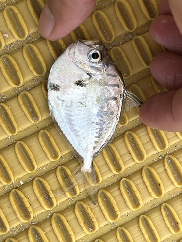 Deep pugnose ponyfish (Secutor ruconius) — Leiognathidae — 5