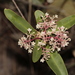 Tapeinosperma sessilifolium - Photo (c) hervevan, algunos derechos reservados (CC BY-NC)
