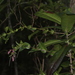 Tapeinosperma amplexicaule - Photo (c) hervevan, algunos derechos reservados (CC BY-NC)