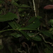 Tapeinosperma aragoense - Photo (c) hervevan, algunos derechos reservados (CC BY-NC)