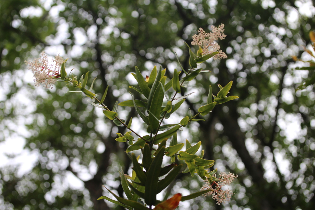 Tapeinosperma ateouense