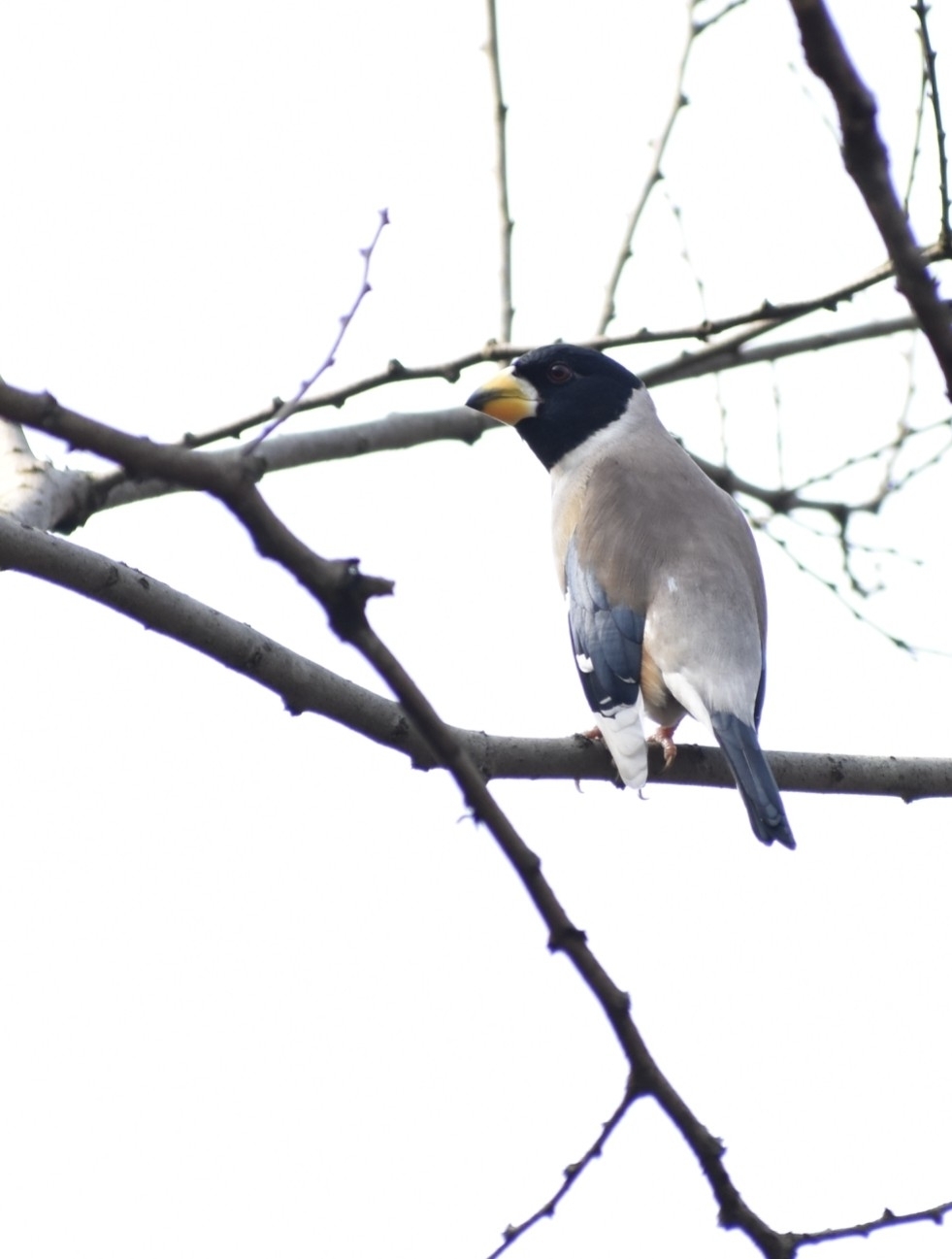Chinese Grosbeak
