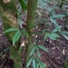 Philodendron hylaeae - Photo (c) Robin Heymans, some rights reserved (CC BY-NC), uploaded by Robin Heymans