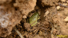 Hyla suweonensis