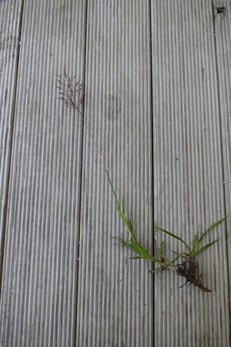 Chrysopogon aciculatus iNat (1)