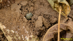 Hyla suweonensis