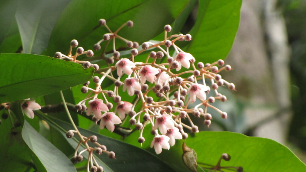 Tapeinosperma deroinii