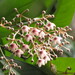 Tapeinosperma deroinii - Photo (c) hervevan, algunos derechos reservados (CC BY-NC)