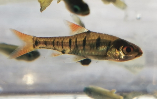 African banded barb (Enteromius fasciolatus) — Cyprinidae — 4