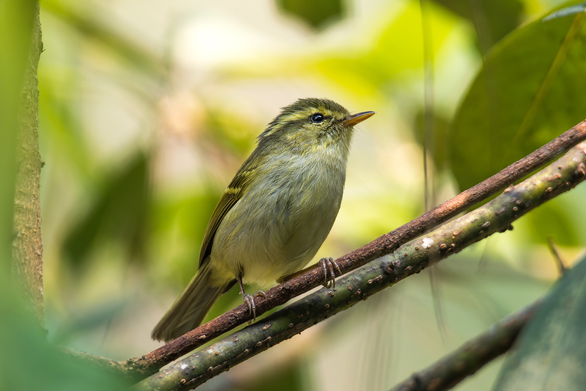 Davison's Leaf Warbler