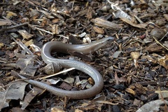 Fine-Spotted Mulch-Skink photo 2