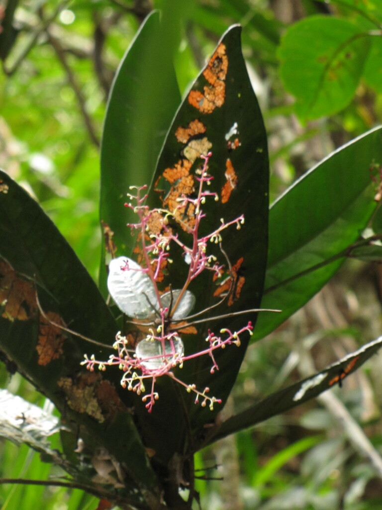 Tapeinosperma ellipticum