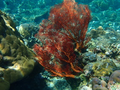 Melithaea ochracea