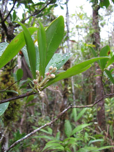Tapeinosperma glandulosum observed 2012-08-18