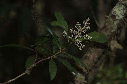 Tapeinosperma glandulosum observed 2019-11-02