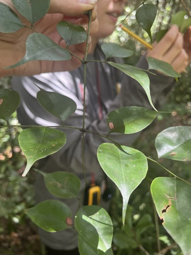 Guilandina delphinensis