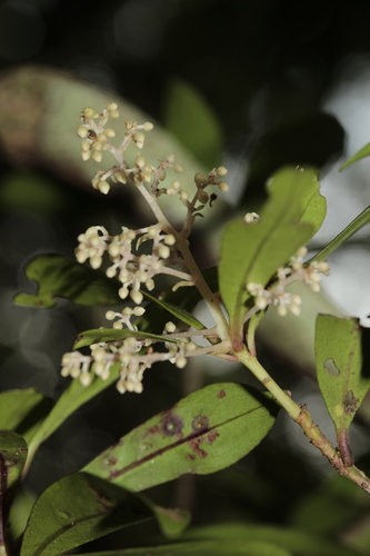 Tapeinosperma glandulosum observed 2019-11-02