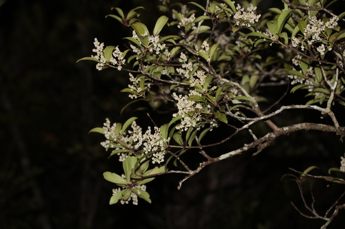 Tapeinosperma glandulosum observed 2019-11-02