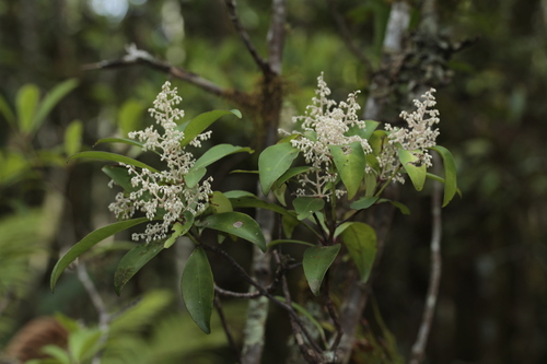 Tapeinosperma glandulosum observed 2019-11-02