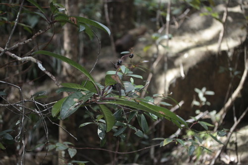 Tapeinosperma lenormandii observed 2021-10-12