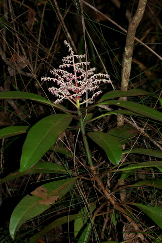Tapeinosperma lenormandii observed 2014-10-28