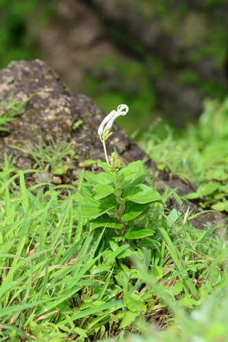 Ceropegia lawii