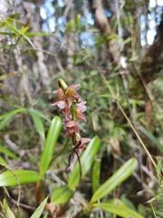 Bulbophyllum pachypus image