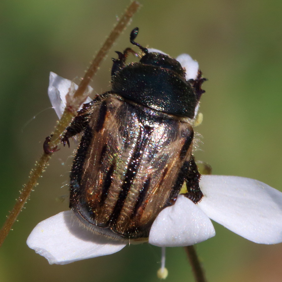 Жук Blitopertha lineolata