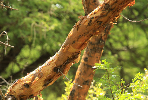 Image of Vachellia exuvialis by (c) Wynand Uys, some rights reserved (CC BY)