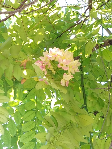 Cassia × nealiae