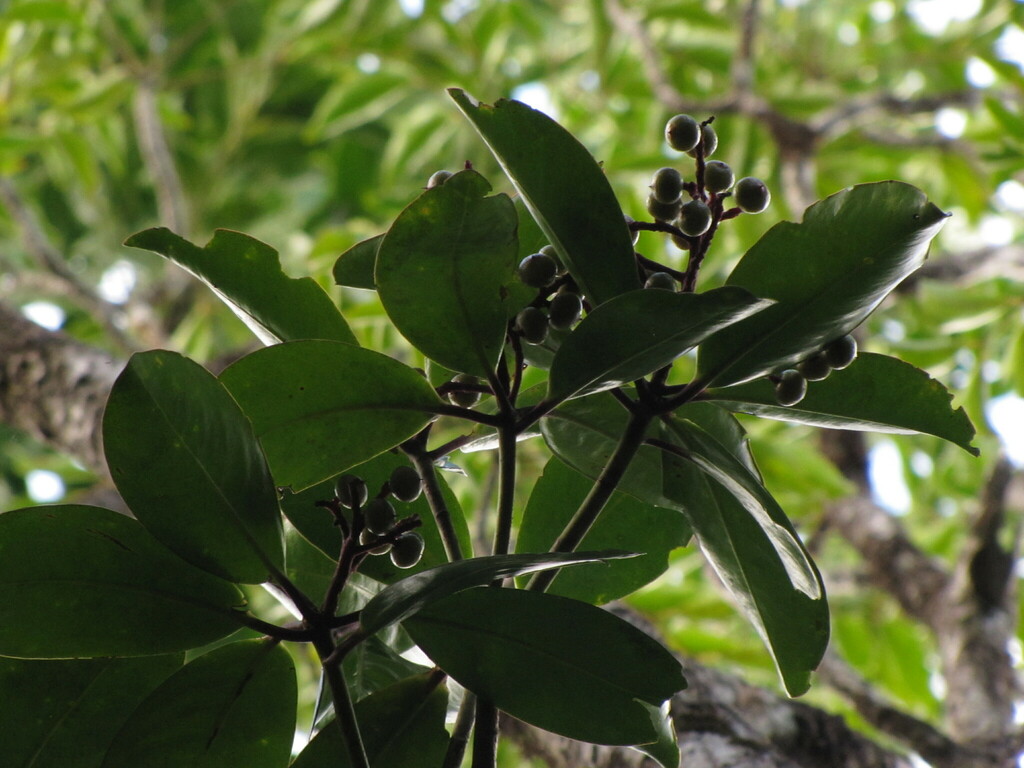 Tapeinosperma poueboense