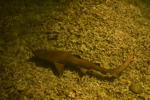 Zandtijgerhaai (Carcharias taurus) — Odontaspididae — 4