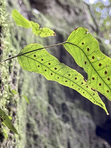Selliguea hastata, photograph 1