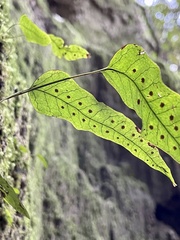 Selliguea hastata, photograph りなべる, CC BY, iNaturalist via GBIF