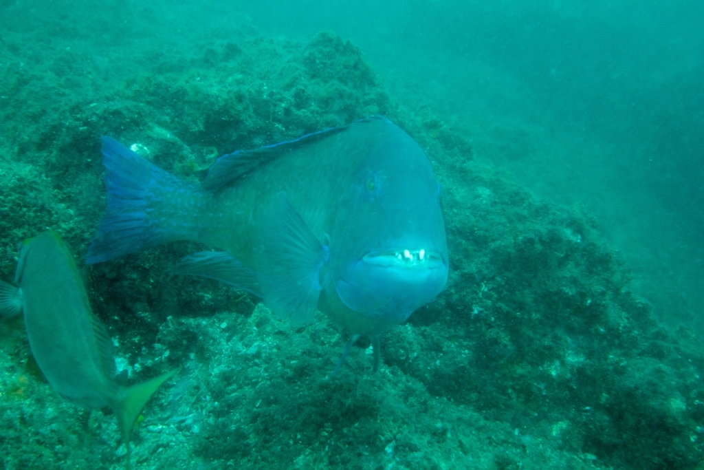 Blackspot tuskfish (Choerodon schoenleinii) — Labridae