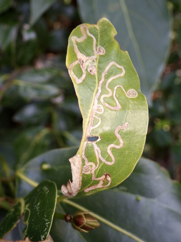 Gibbovalva civica