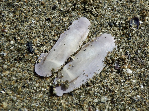 Siliqua pulchella, 2023-03-07