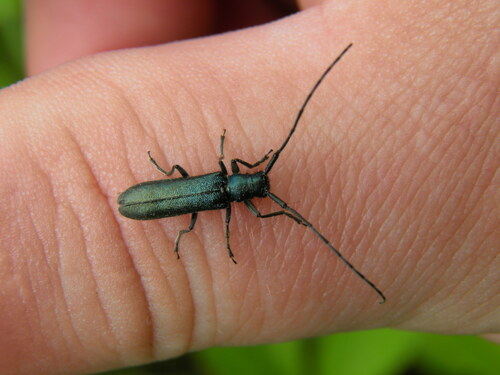 Buožaininis stagarinukas