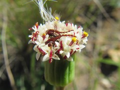 Senecio incertus