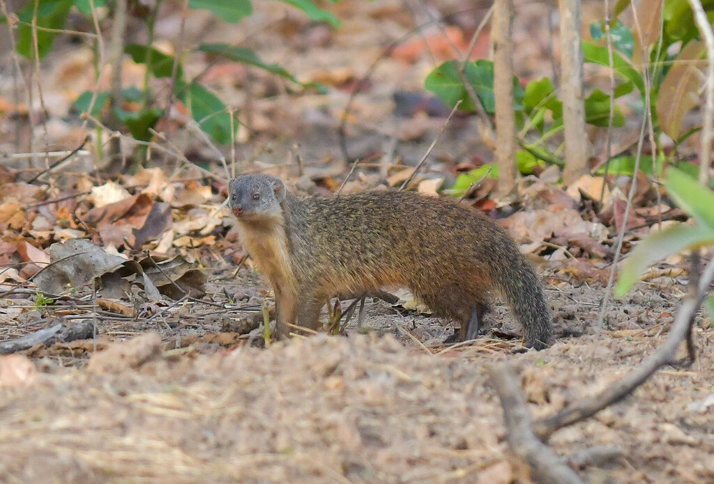 Gambian Mongoose