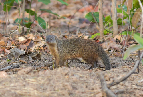 Gambian mongoose