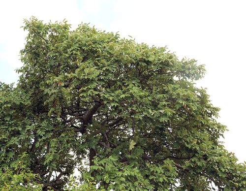 Image of Lannea discolor by (c) Wynand Uys, some rights reserved (CC BY)