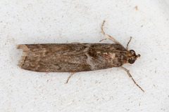 Cryptoblabes bistriga