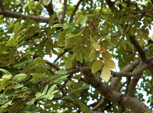 Image of Lannea discolor by (c) Wynand Uys, some rights reserved (CC BY)