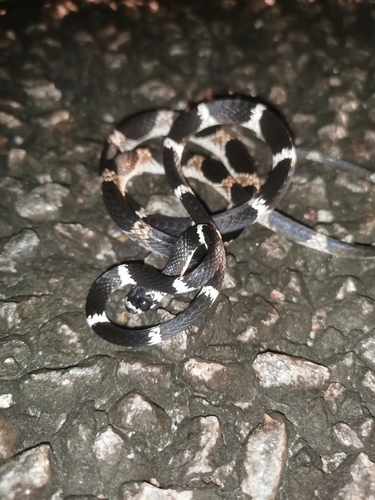 Photo of a Northern Snail-eater (Dipsas pavonina)