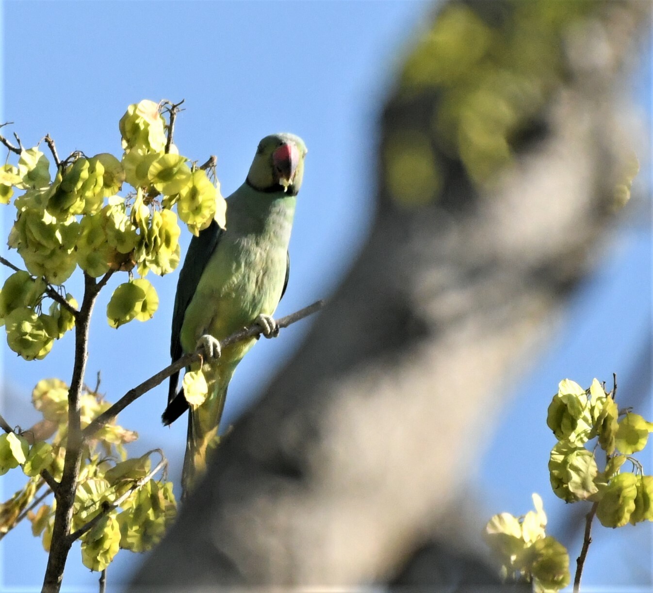 Psittacula Columboides Vigors