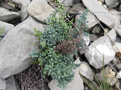 Argyrochosma microphylla