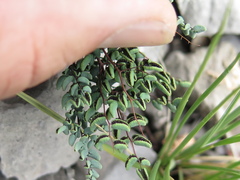 Argyrochosma microphylla