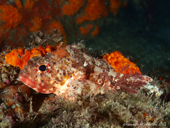 Scorpaena notata